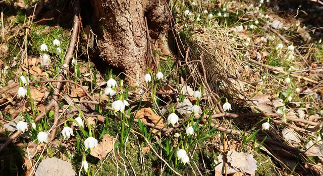 Ein Meer von Schneeglöckchen!
Ein Meer an Schneeglöckchen entdeckte Regionautin Caro Guttner am Waldboden. Wenn sie erblühen, dann ist das Frühjahr wirklich nicht mehr weit. Die Blumen sind auch eine sehr wichtige erste Nahrung für die Bienen.  | Foto: Foto: Caro Guttner