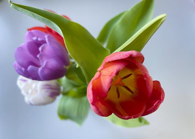 Wie holst du den Frühling zu dir nachhause? | Foto: Altendorfer