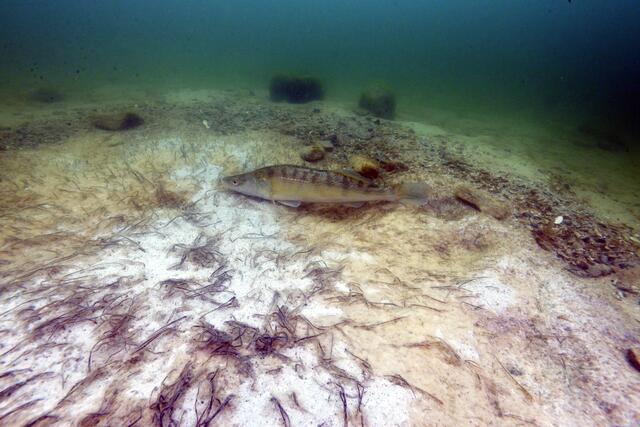 Der "Übeltäter" wurde bereits mehrfach auf frischer Tat "ertappt". Nun sollen Ablaich-Alternativen den Zander vom UNESCO-Weltkulturerben wegschaffen. | Foto: Kuratorium Pfahlbauten