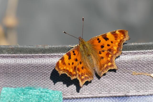 Einer der zahlreichen Schmetterlinge. | Foto: Nikolaos Chatzioannidis