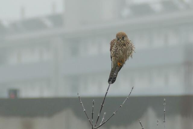 Turmfalken fühlen sich auf dem Gelände wohl. | Foto: Nikolaos Chatzioannidis
