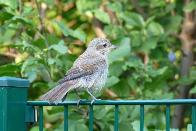 Ein junger Neuntöter. | Foto: Nikolaos Chatzioannidis