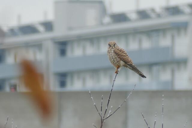 Ein Turmfalke vor der Stadtkulisse.  | Foto: Nikolaos Chatzioannidis
