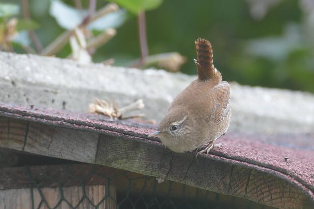 Ein Zaunkönig. | Foto: Nikolaos Chatzioannidis