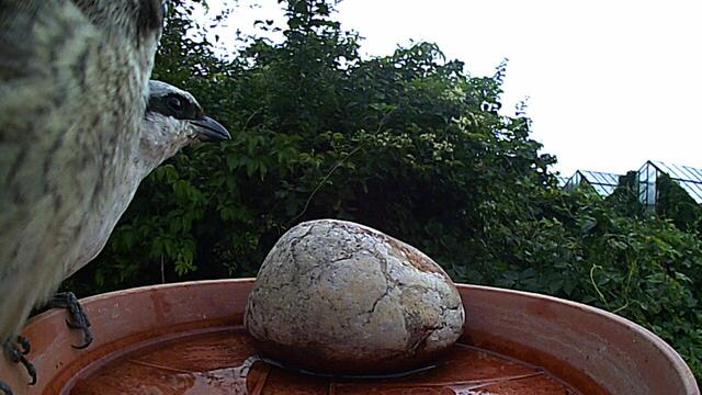 Ein erwachsener Neuntöter. | Foto: Nikolaos Chatzioannidis