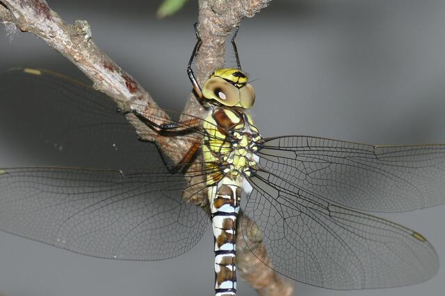 Eine Mosaikjungfer Libelle. | Foto: Nikolaos Chatzioannidis