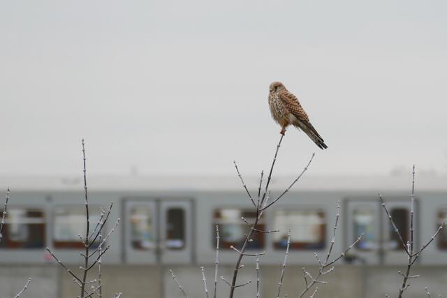 Im Hintergrund rollt die Ubahn. | Foto: Nikolaos Chatzioannidis