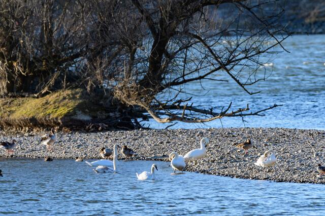 Die Schotterbänke an der Donau sind ein wichtiger Rastplatz für Wasservögel.
