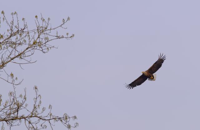 Auch der Seeadler ist bisweilen im Augebiet anzutreffen