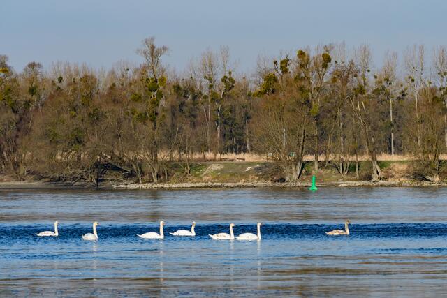 Schwäne an der Donau bei Ardagger