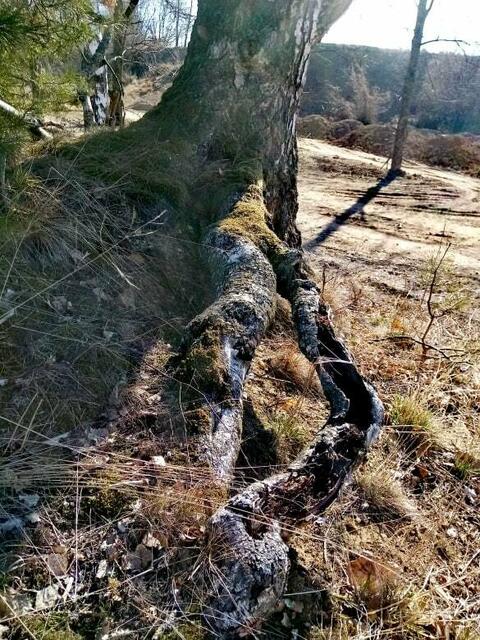 Die verletzte Wurzel und doch wächst ein großer Baum - Tag für Tag, Woche für Woche