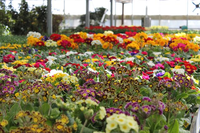 Start in die Gartensaison: Die Natur blüht auf und zeigt sich jetzt wieder in ihren schönsten Farben. | Foto: brs