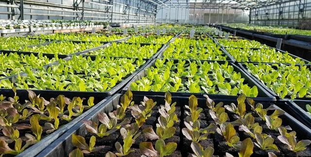 Neben den ganzen Frühblühern wie Krokusse oder Stiefmütterchen können jetzt auch schon Salate angesetzt werden. | Foto: Gärtnerei Kroißböck