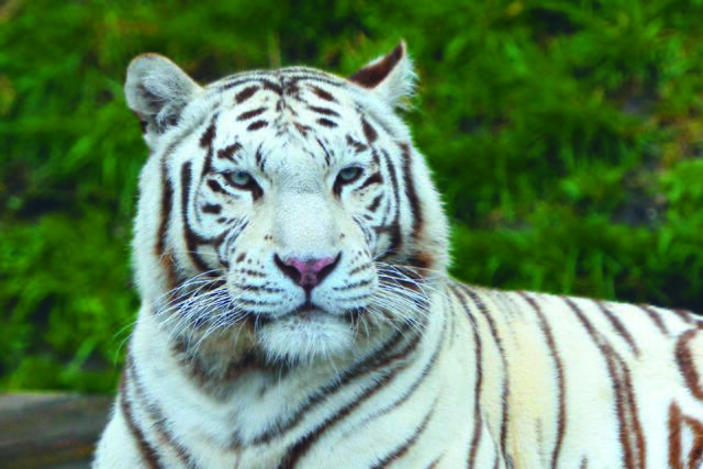 Majestätisch: Die Tiger im Weißen Zoo | Foto: Weisser Zoo