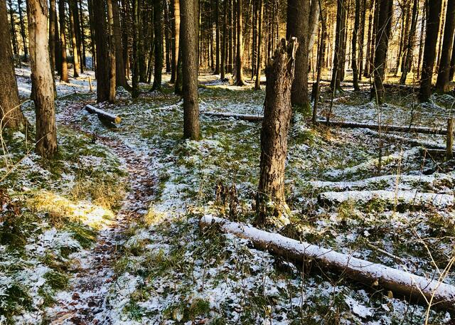 Grundstücks-Transaktionen im Wald. | Foto: Kogler