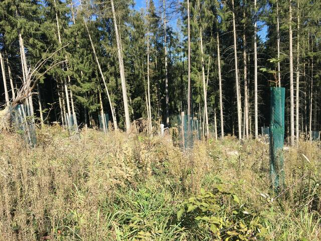 Bewirtschaftete Wälder können zur Eindämmung des Klimawandels beitragen. Aufforstungen spielen dabei eine große Rolle. | Foto: proHolz Steiermark