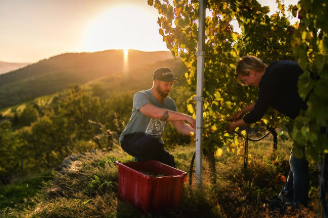 Viel Wissen und Handarbeit steckt in den Weinen aus der Wachau.  | Foto: Niederösterreich Werbung/Robert Herbst