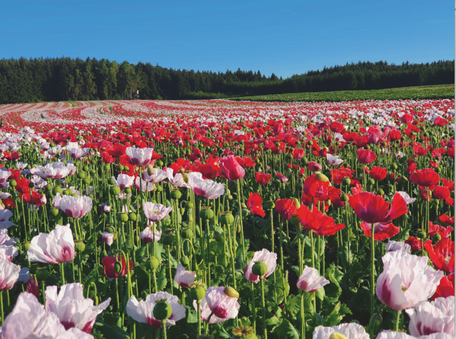 Erlebe die Mohnblüte oder koste dich durch die Mohn-Produkte im Mohndorf Armschlag | Foto: Mohndorf Armschlag