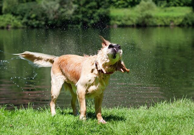 Von den Tieren könne man sich viel abschauen, etwa das Abschütteln negativer Energien. "Tiere schütteln sich, wenn sie eine Stress-Situation hatten. Wenn ich merke, dass ich aufgewühlt bin, schüttele ich mich – meine Hände und meine Füße. Danach fühle ich mich besser", so Haefeli. | Foto: Symbolbild: pixabay