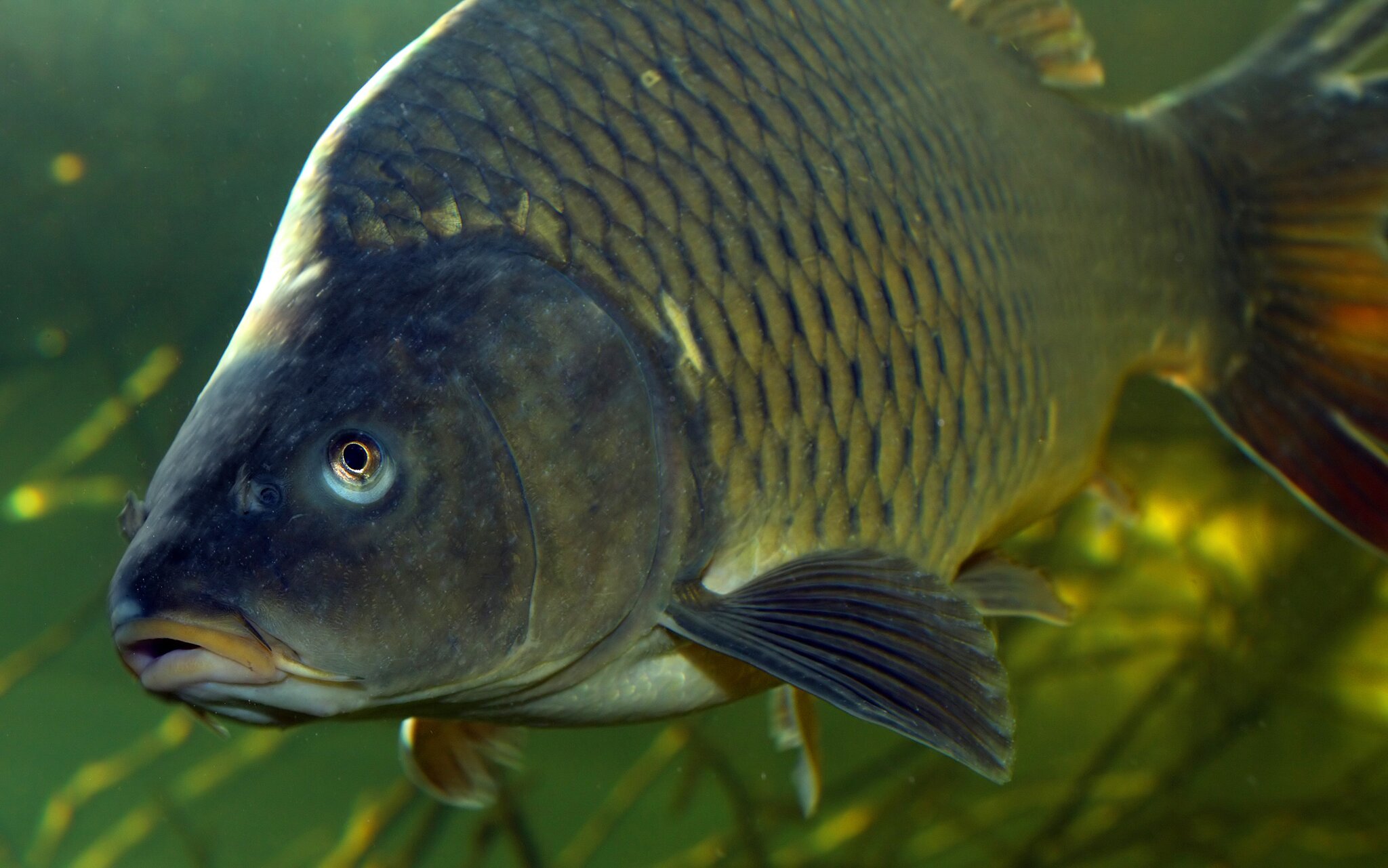 AK-Konsumentenschutz: Karfreitag: Fisch nachhaltig und regional auf dem ...