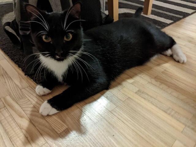 Katze "Shari" wird von ihrem Besitzer scherzlichst vermisst. Sie ist in Hasendorf daheim. | Foto: privat