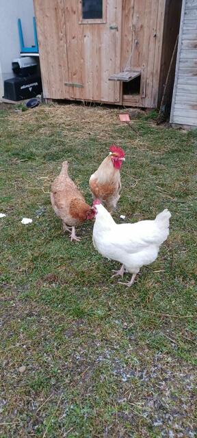 Küken oder Ei? | Foto: Gruber