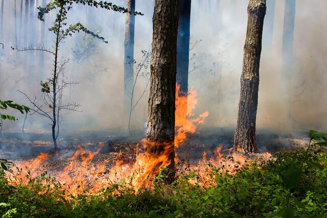 Die BH Linz-Land warnt vor Waldbränden und gab deshalb eine entsprechende Verordnung heraus. | Foto: OlegDoroshenko/panthermedia