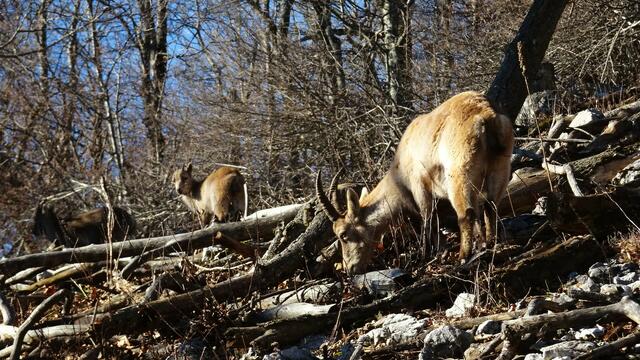 &gt;&gt;&gt; Link zur Bilddoku "Nachwuchs am Gaisstein" &lt;&lt;&lt; | Foto: S.Plischek