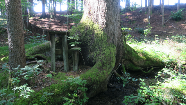 Der Kraftbaum im "Kleinen Urwald", Naturlehrpfad Radnig