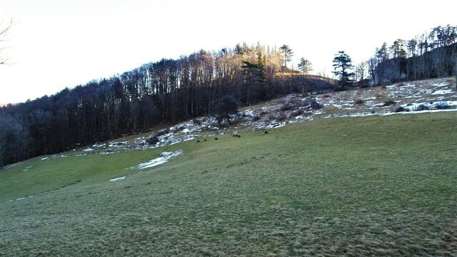 ... eine Gamsherde. ... | Foto: S.Plischek