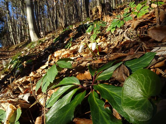 ... mit hübschen Schneerosen als Wegbegleiter den Kirchwaldstein hinauf! ...
&gt;&gt;&gt; Nahaufnahme Schneerose  - Link zum Pendant &lt;&lt;&lt; | Foto: S.Plischek