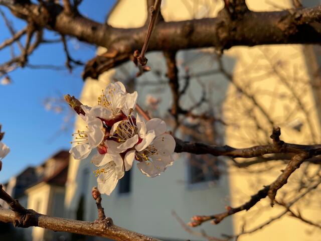 Direkt vor dem Hellerschmid-Haus in der Mitterau gibt es die ersten Marillenblüten. | Foto: Necker