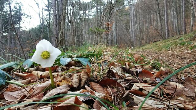 Abends am Weg zurück nach Furth, aufgeblühte Schneerosen am Wegesrand! ... | Foto: S.Plischek