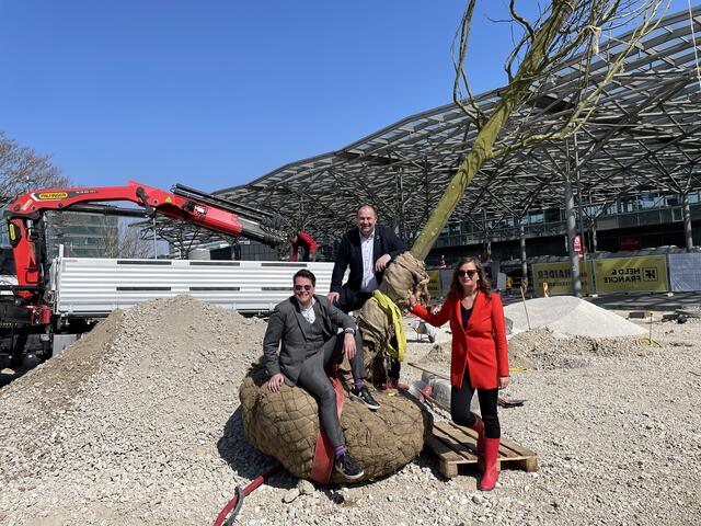 Bei der Pflanzung der ersten XXL-Platane am Praterstern (v.l.): Klimastadtrat Jürgen Czernohorszky.(SPÖ), Leopoldstädter Bezirksvorsteher Alexander Nikolai (SPÖ) und Planungsstadträtin Ulli Sima(SPÖ). | Foto: Kathrin Klemm