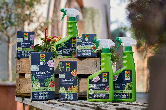 Von Schrotschuss bis Buchsbaumznsler: Die drei grten Gartensorgen -  Hietzing
