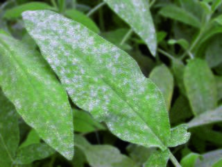 Von Schrotschuss bis Buchsbaumznsler: Die drei grten Gartensorgen -  Hietzing