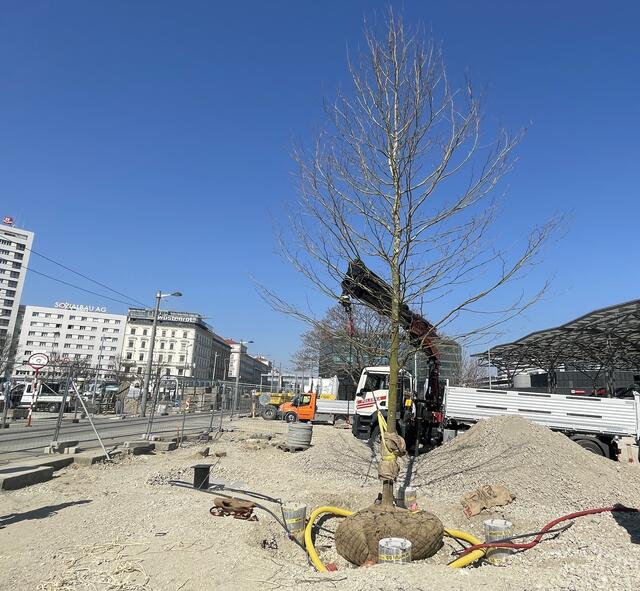 Insgesamt werden am Praterstern 56 neue Bäume – davon 13 XXL-Platanen – gepflanzt. Die erste von ihnen  wurde heute gestzt.  | Foto: Kathrin Klemm