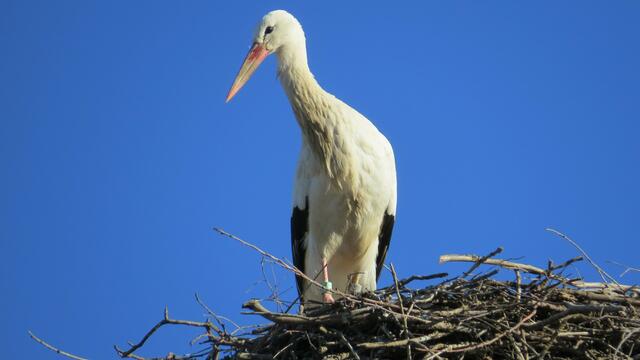Weißstorch am Horst: In den nächsten Tagen werden die Weißstörche aus den afrikanischen Überwinterungsgebieten in Haslach zurückkehren. | Foto: Robert Gattringer 