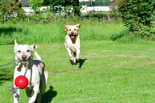 Hunde fühlen sich in Kärntens hundefreundlichsten Hotels pudelwohl. | Foto: Jörg Winter
