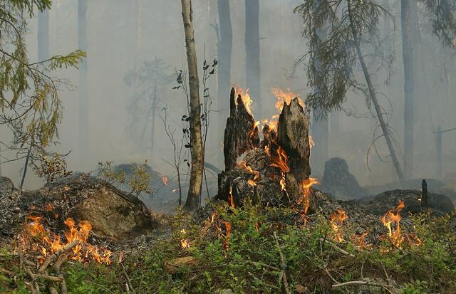 Im Pongau herrscht gerade hohe Waldbrandgefahr. | Foto: pixabay