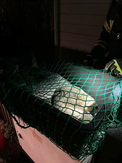Die Freiwillige Feuerwehr konnte das Tier einfangen. | Foto: Freiwillige Feuerwehr Breitenbrunn