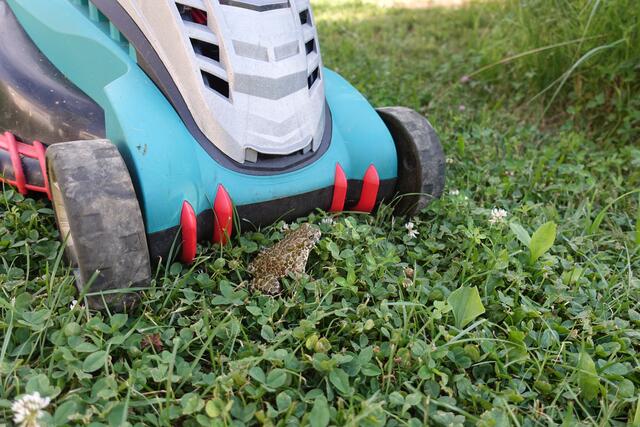 Amphibienschutz beginnt im Garten, etwa beim Rasenmähen. | Foto: Eva Csarmann