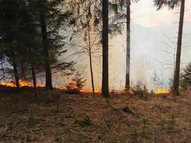 Der Waldbrand in Dürnstein hat sich rasant ausgebreitet. | Foto: FF Neumarkt
