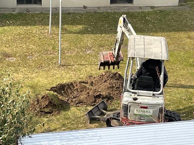 Insgesamt sechs Bäume wurden in der Anlage gepflanzt. | Foto: Necker