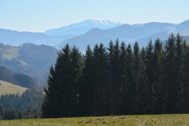 Der Ötscher ist am Panoramahöhenweg stets in Sichtweite. | Foto: Roland Mayr