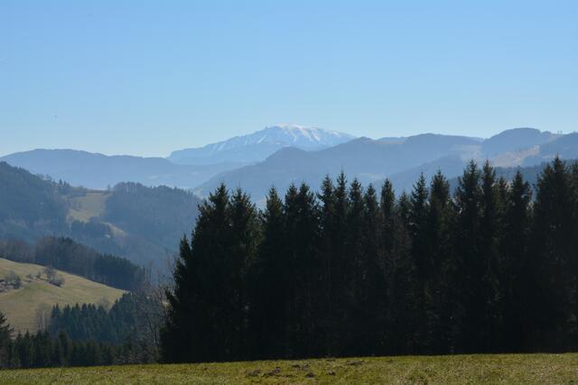 Der Ötscher ist am Panoramahöhenweg stets in Sichtweite. | Foto: Roland Mayr