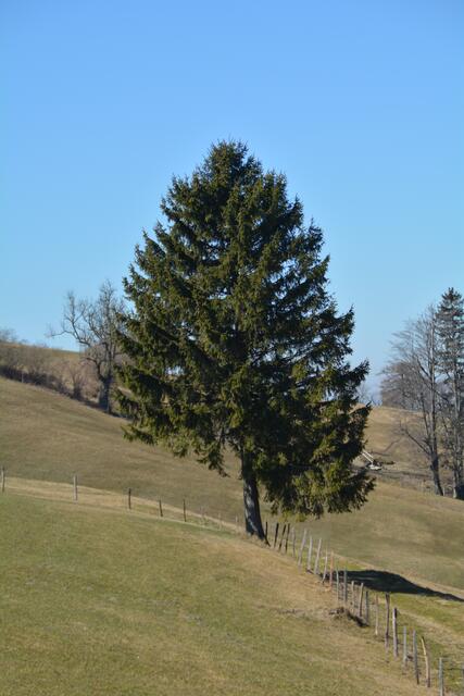 Unterwegs am Panormahöhenweg – einem Bergrücken, der sich vom Sonntagberg über St. Leonhard am Walde bis zum Hochkogelberg erstreckt. | Foto: Roland Mayr