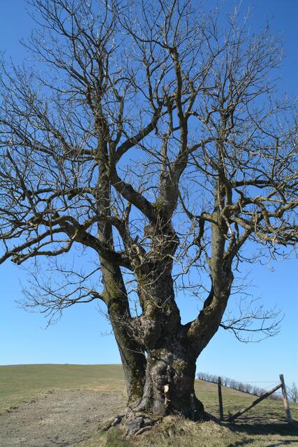 Unterwegs am Panormahöhenweg – einem Bergrücken, der sich vom Sonntagberg über St. Leonhard am Walde bis zum Hochkogelberg erstreckt.