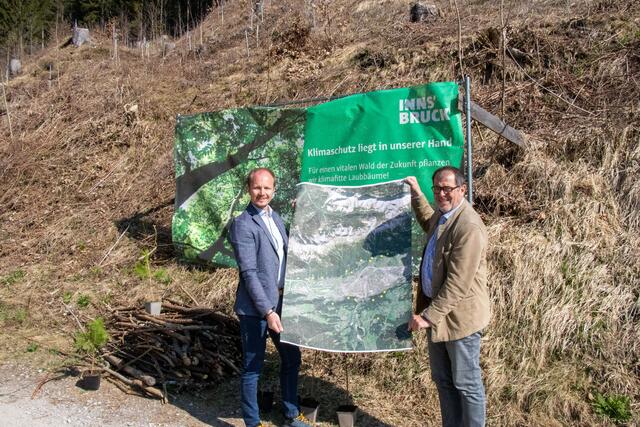 Vizebürgermeister Johannes Anzengruber und Amtsleiter Andreas Wildauer informieren über die Aufforstungen in der Stadt wie hier in Mühlau.  | Foto: IKM/M. Freinhofer