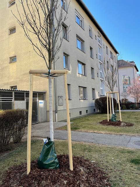 Zwei Bäume wurden in der Schrebergasse geflanzt. | Foto: Necker